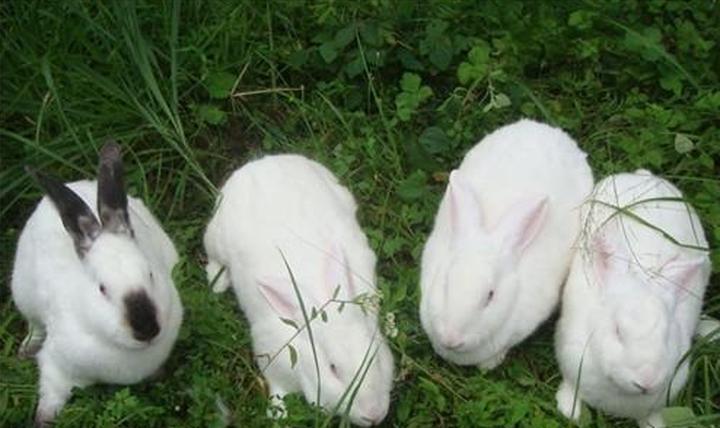 哪里有卖宠物兔种兔的,北京哪有宠物市场卖兔子的