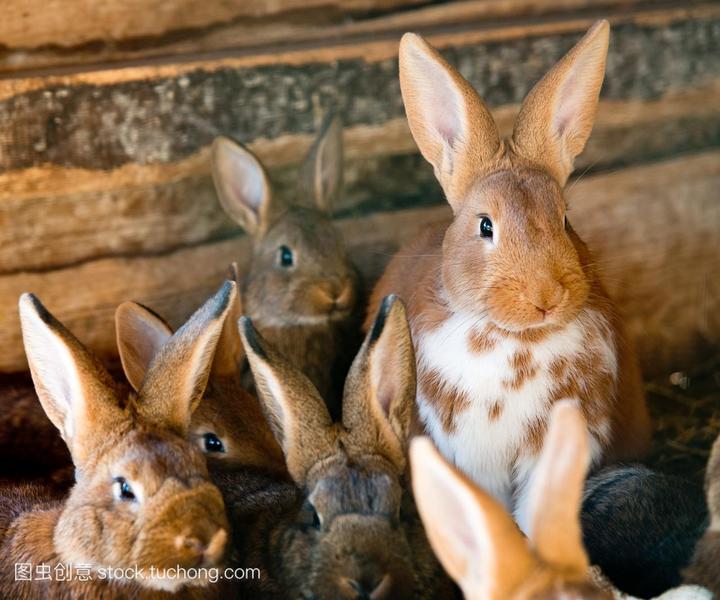 肉兔多少钱一斤市场价,请问哪里有收购肉兔多少钱一斤