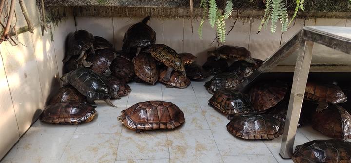 草龟能长到多大,草龟可以长到多大，多久能长大