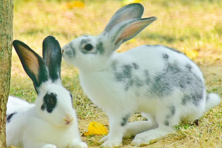 哪种兔子聪明粘人,哪种兔子最聪明