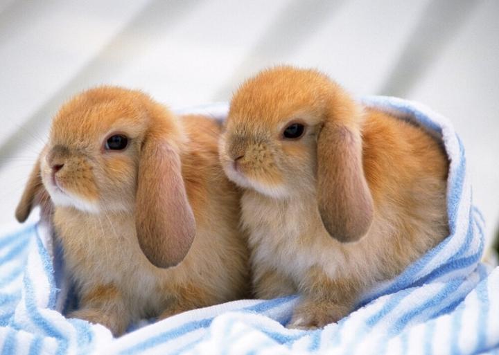 宠物兔喂养的正确方法,兔子需要怎么喂养