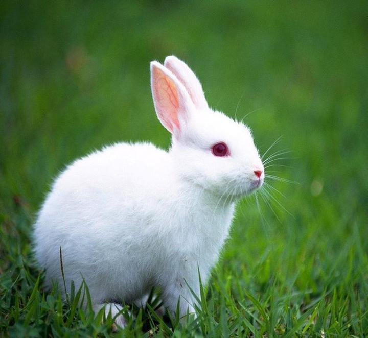 垂耳兔能活几年,垂耳兔能活多久