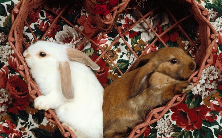 宠物兔最贵的品种,一千左右的兔子有哪些品种