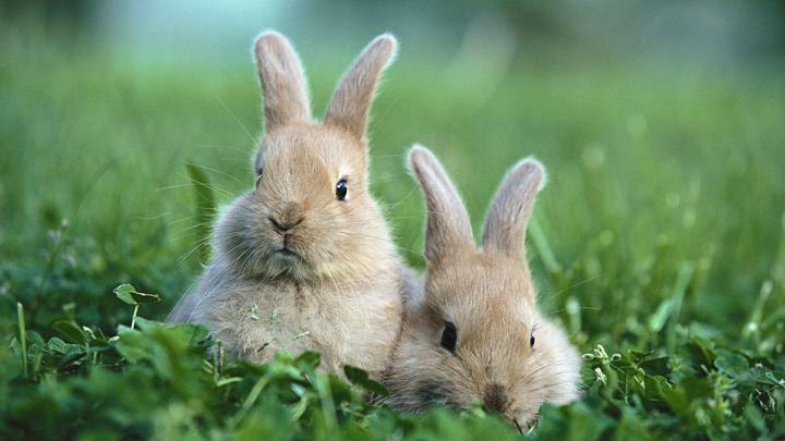 安哥拉兔能活多长时间,安哥拉长毛兔能活几年 安哥拉长毛兔寿命有多长