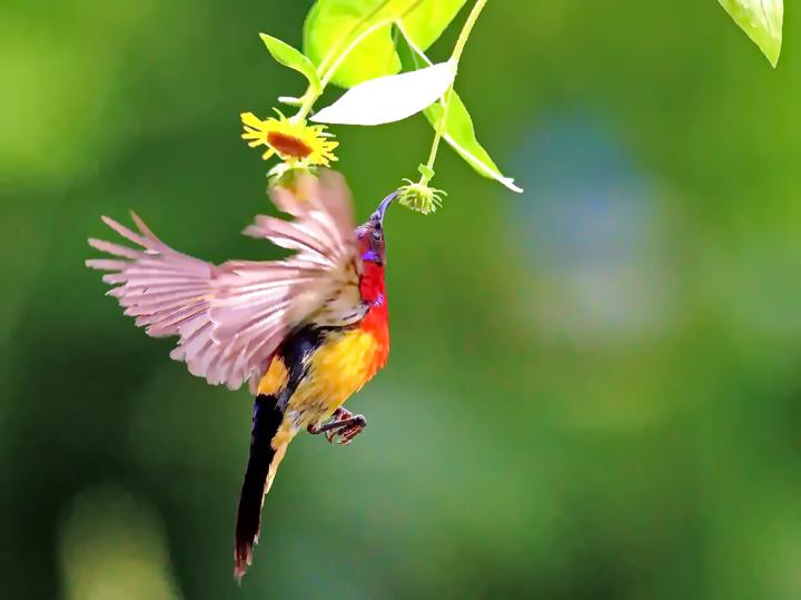 红肛凤头鹦鹉,红肛凤头鹦鹉的保护级别