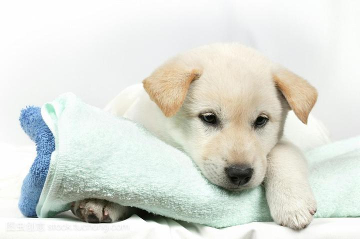 雪纳瑞适合家养吗,最适合家养的狗，世界上最听话忠诚的十大宠物狗