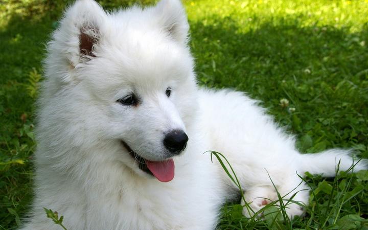 长不大的小白狗的品种,白狗品种有哪些(小白狗是什么品种)