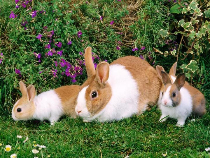垂耳兔的饲养方法,趴耳兔养殖方法和注意事项 垂耳兔应该怎么喂