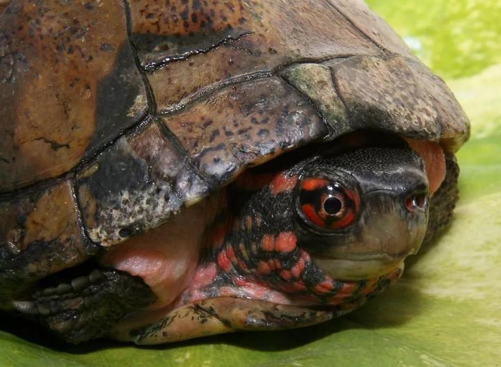 东部锦龟是保护动物吗,东部锦龟能长多大，能活多久