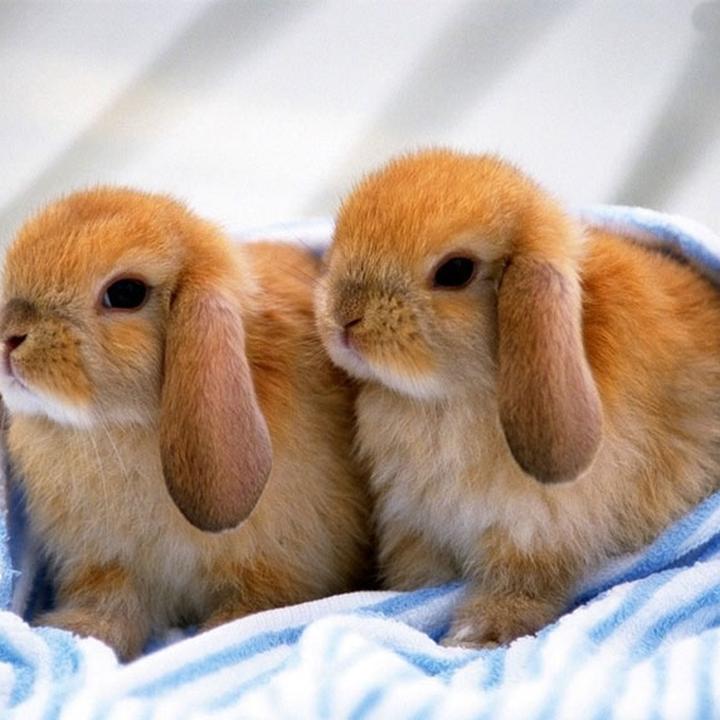 荷兰垂耳兔能长多大,荷兰垂耳兔能长多大