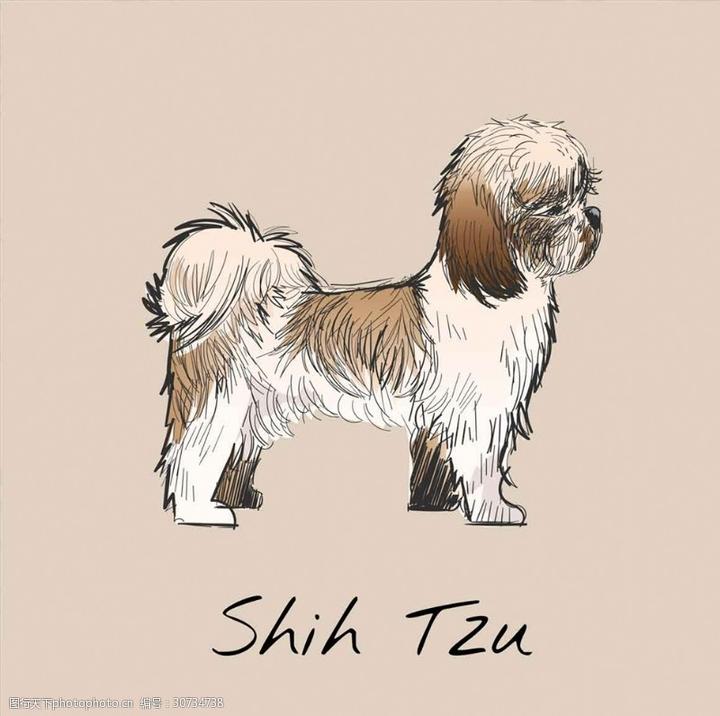 茶杯犬是泰迪吗,我家的灰泰迪1岁了，体重2斤重是属于茶杯犬吗