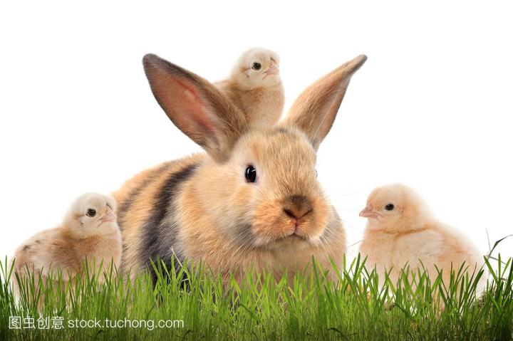 宠物兔子价格多少钱一只,兔子作为宠物中公认的可爱温顺的代表，宠物兔的价格是多少