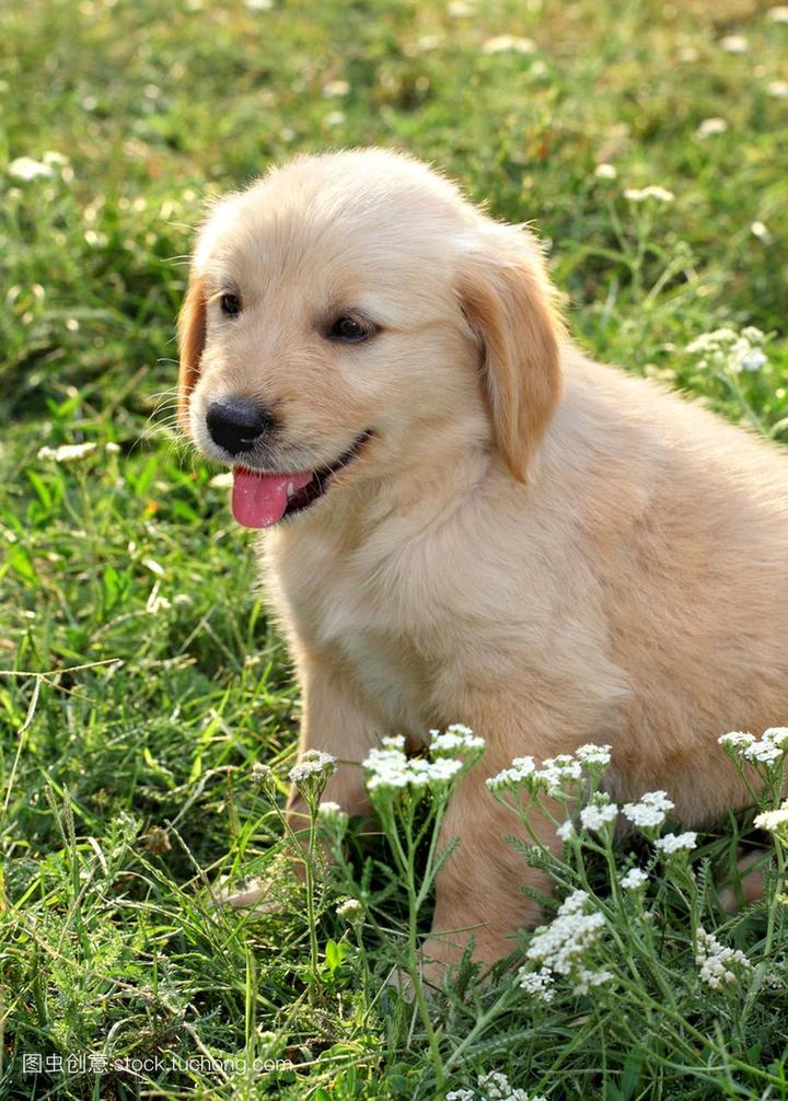 维兹拉犬是禁养犬吗,天津哪些地区可以养大型犬
