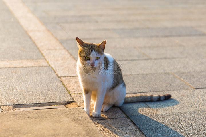 北京正规免费领养宠物猫,北京哪里有正规的流浪猫救助站