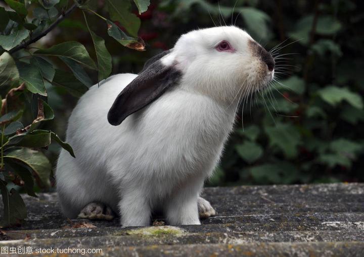 宠物兔的寿命是多少年,兔子的寿命是多少