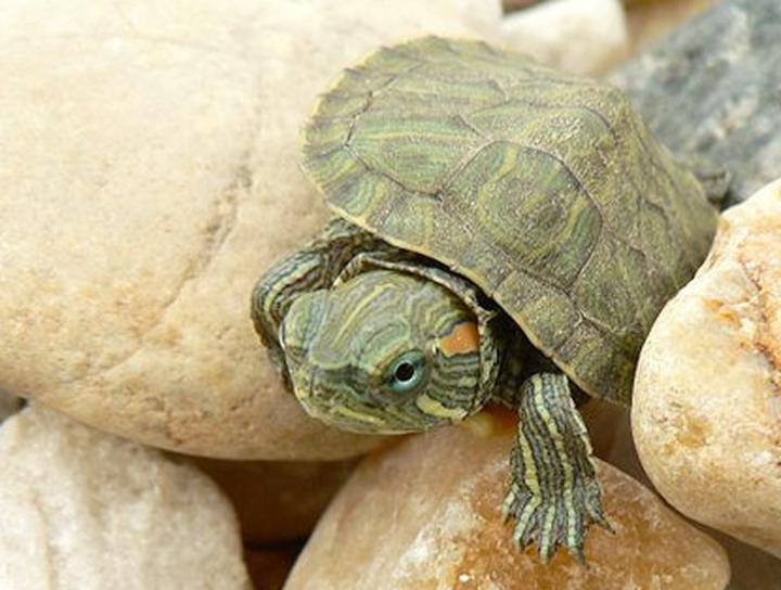 2021年最新乌龟禁养名单,十大不建议养的乌龟有哪些
