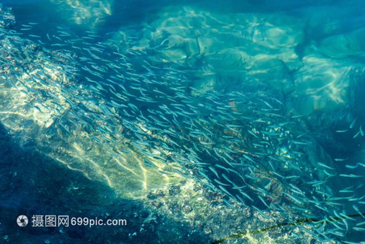 观赏鱼鲶鱼种类,请问这像鲶鱼的观赏鱼叫什么想了解生活习性和喂养方法。谢谢