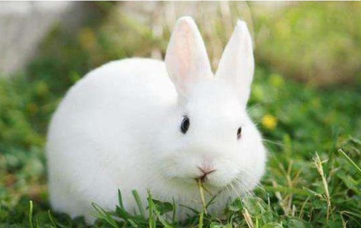 宠物兔子怎么训练上厕所,怎样训练兔子自己去厕所