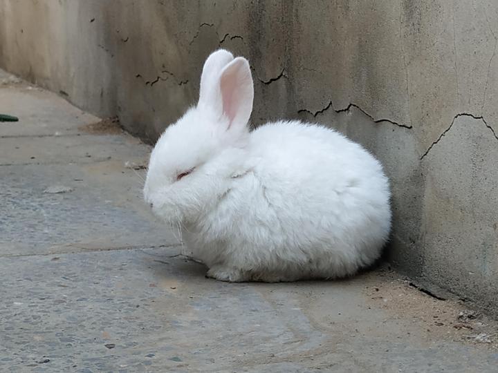 世界上最漂亮的兔子,毛最长的兔子 巨型安哥拉兔毛长37cm(关于兔子的世界之最)