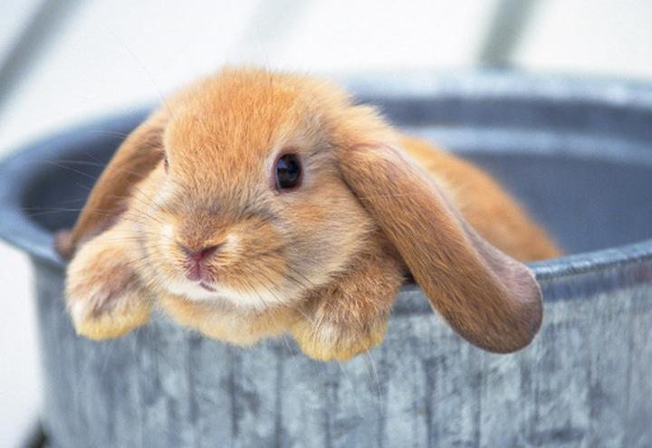垂耳兔多少钱一只正常,兔子作为宠物中公认的可爱温顺的代表，宠物兔的价格是多少