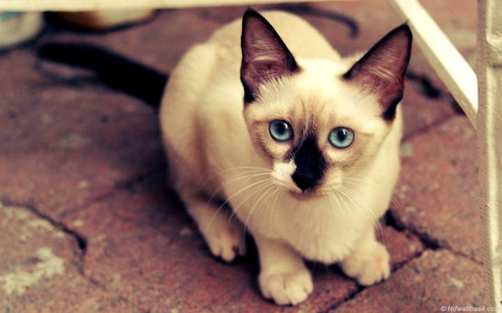 繁育级布偶猫多少钱一只,布偶猫价格多少钱一只
