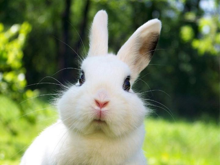 宠物兔子哪个品种好养,最好养的几种宠物兔