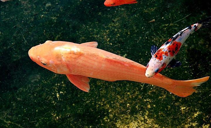 蓝曼龙鱼能活多久,什么鱼比较耐活