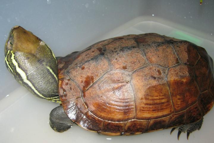 草龟价格是多少钱一只,台湾草龟和中华草龟哪个贵