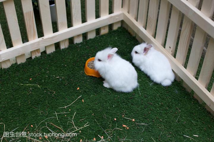 荷兰垂耳兔的价格,一般小白兔什么价