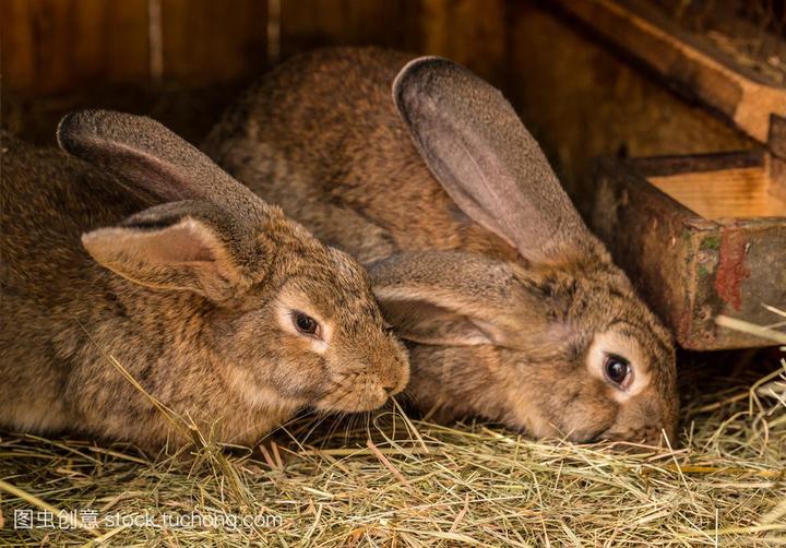 肉兔养殖前景怎样,养兔行业的发展前景