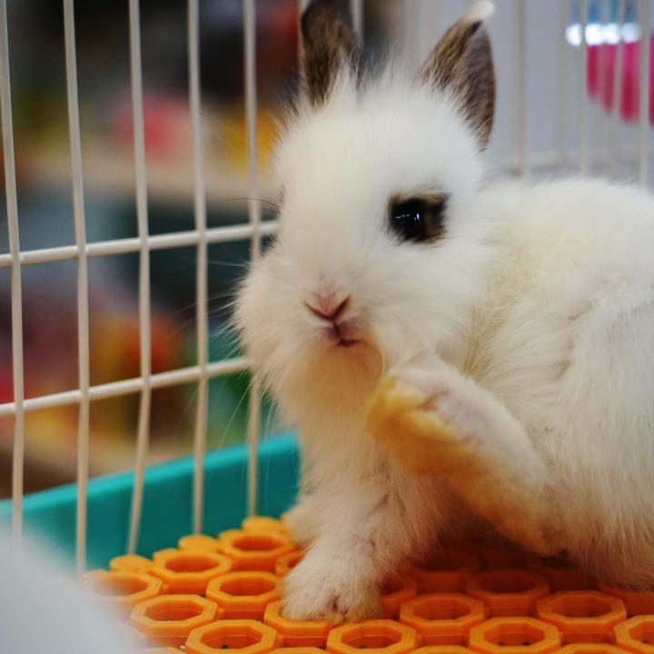 可爱的小兔子头像,求小兔子头像另一半