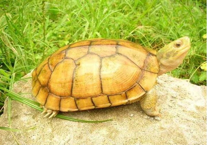 草龟变墨龟的技巧,草龟会变成墨龟吗，怎么养成墨龟