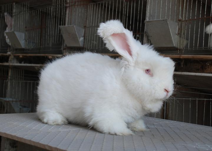 2020年兔子一斤几元,活肉兔多少钱一斤
