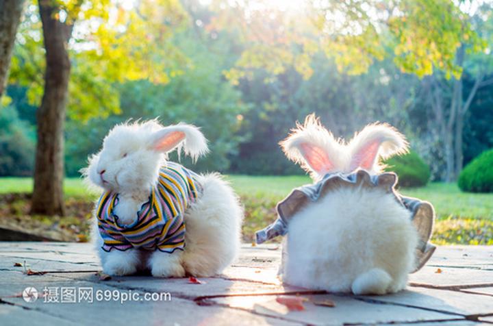 安哥拉长毛兔多少钱一只,宠物兔子多少钱一只