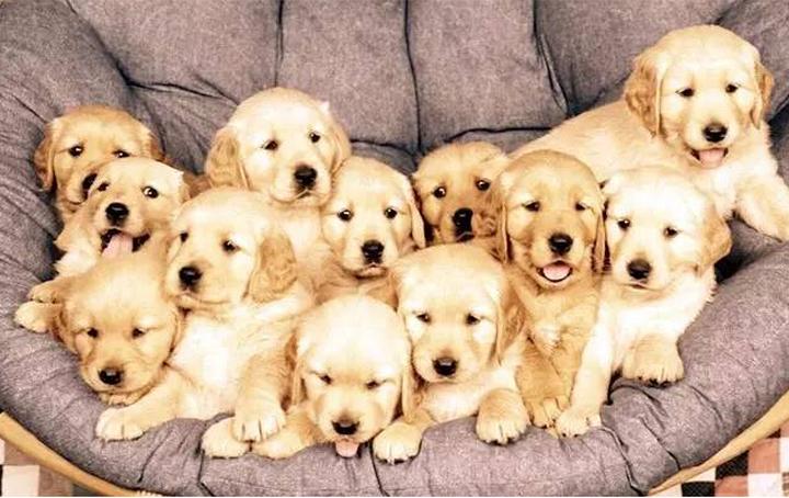 金毛犬哪种颜色的犬最纯,金毛犬什么颜色最纯
