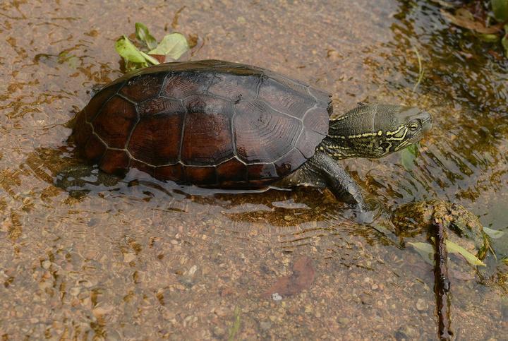 巴西龟要放在水里养吗,巴西龟可以一直在水里吗