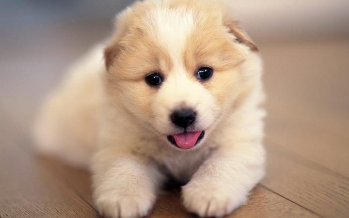 金毛价格多少钱一只幼犬,金毛幼犬一般多少钱一只