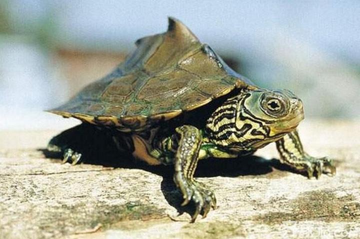 黄头侧颈龟是二级保护动物吗,黄头侧颈龟是保护动物吗