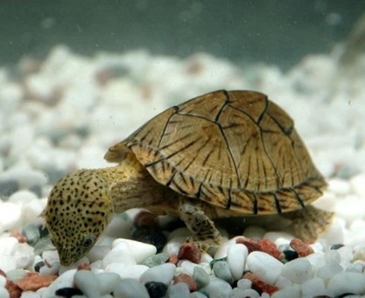 海南枫叶龟,中国最小的龟
