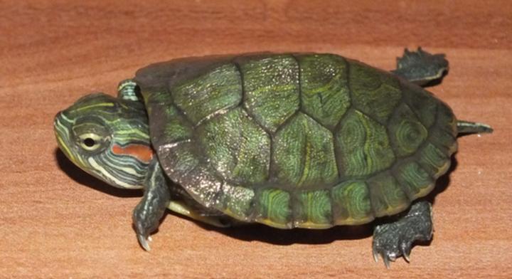 巴西龟肺炎临死前症状,乌龟得肺炎的症状有哪些