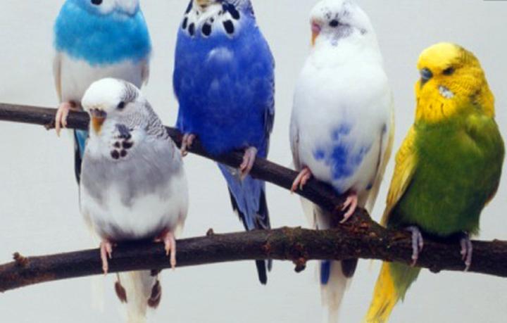 鸟的资料,关于鸟类的资料 有关鸟类的介绍