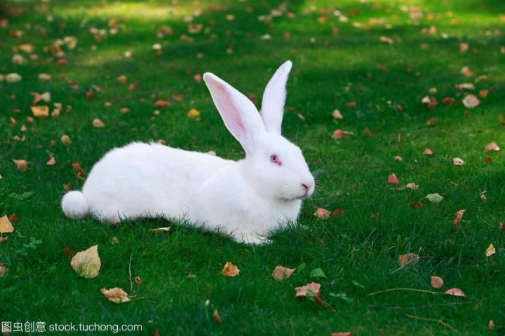 100种可爱兔子,世界或国内比较著名的卡通兔子有哪些