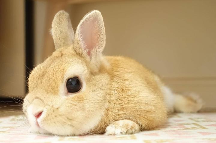 什么宠物兔适合家养,什么兔子好养又不容易死
