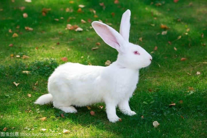 宠物兔品种介绍,十大宠物兔品种