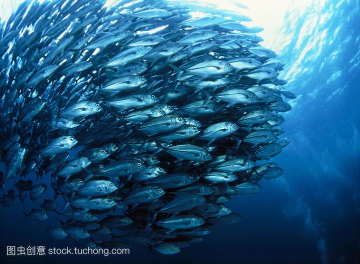 小金鱼的养殖方法和注意事项,养金鱼的方法 养金鱼的注意事项