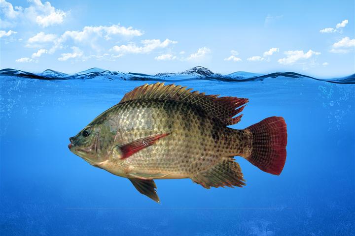 小型热带鱼喂食的正确方法,小型热带鱼一般怎么喂养