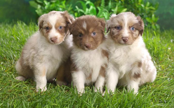 红獒幼犬200元出售,藏獒、名獒 、红獒、纯种幼獒出售