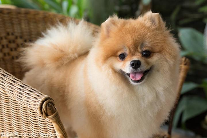 秋田犬哪个颜色最贵,日本秋田犬的资料和价格。