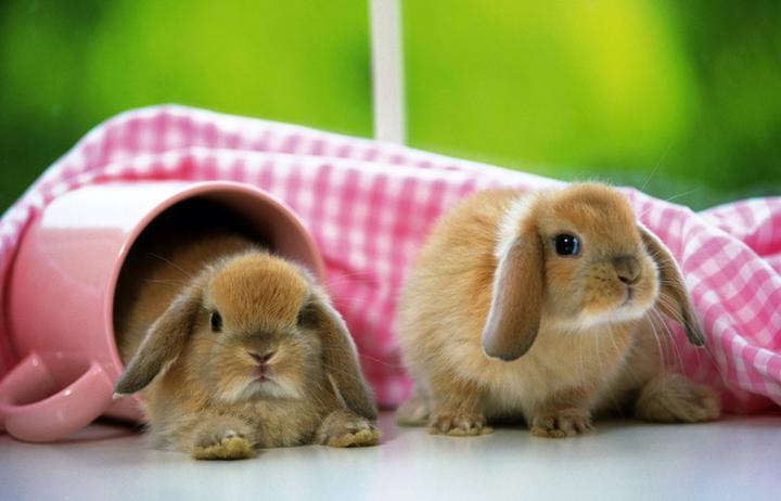 荷兰垂耳兔寿命有多长,垂耳兔寿命