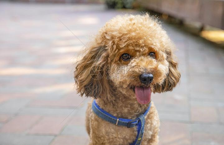 深圳爱狗网,最近想要养只金毛，想问下有没有好点的宠物店能买到，或者谁有好的金毛出售。